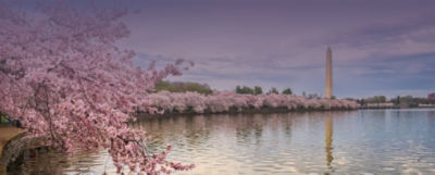 Washington DC national mall and cherry blossoms image