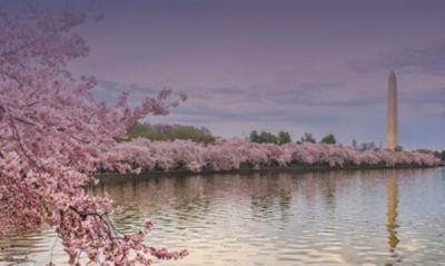 Washington DC national mall and cherry blossoms image