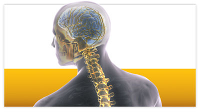 CMF-categories-Cranial