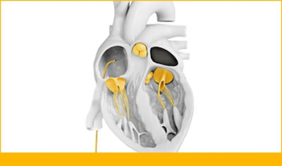 Cardiovascular health