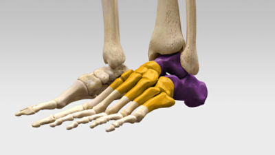 Hindfoot Course