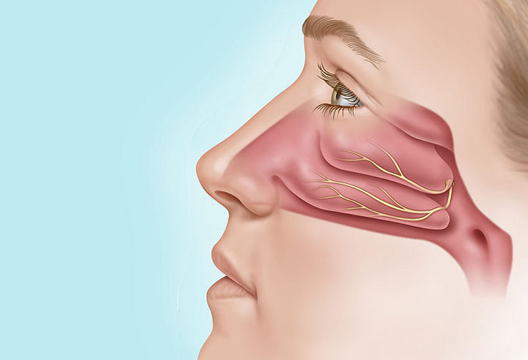 Normal Nasal Cavity