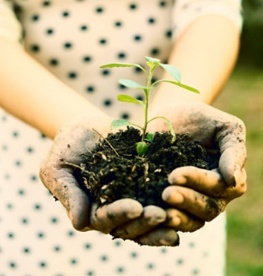 Hands with plant