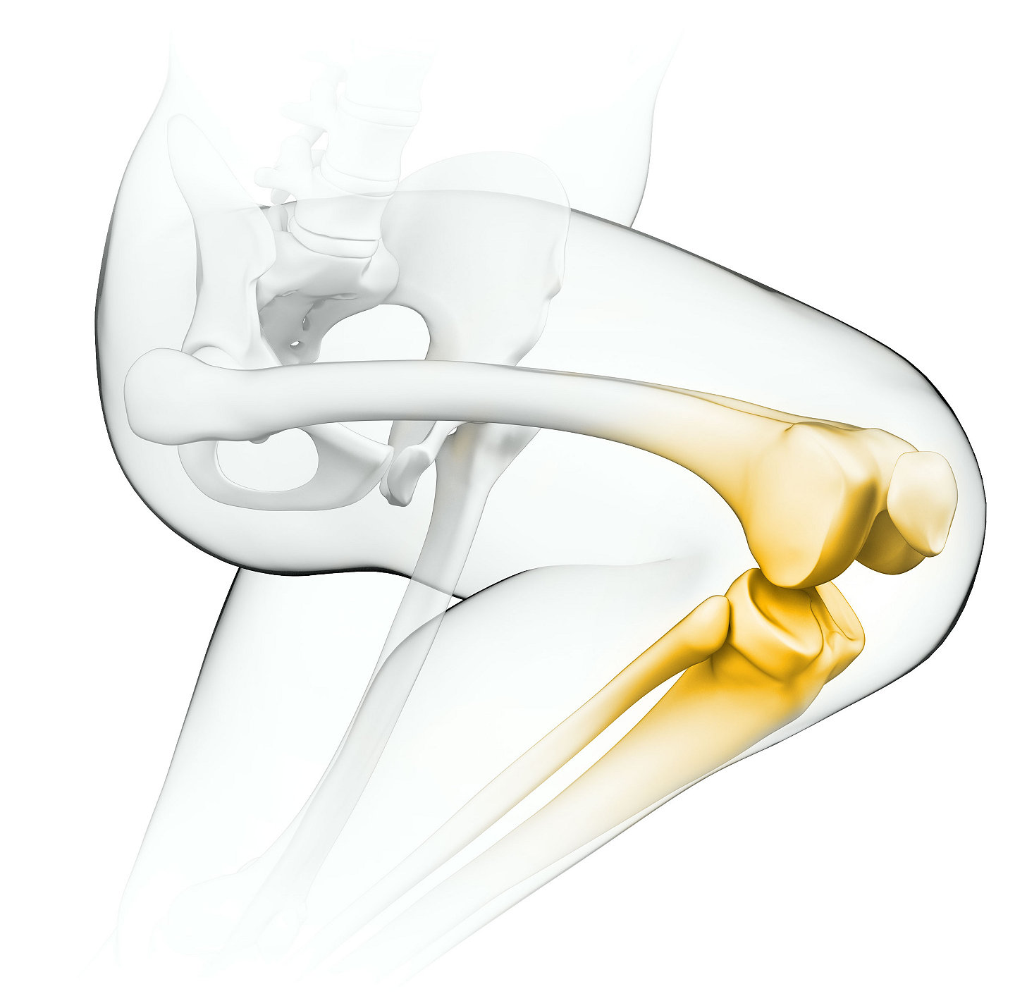 Precision-knee-anatomy