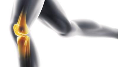 Knee anatomy illustration