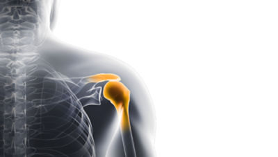 Shoulder anatomy illustration