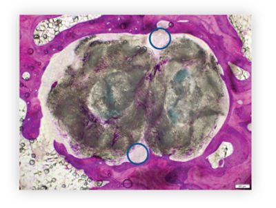 histology-comparisons_12-wks-competitor