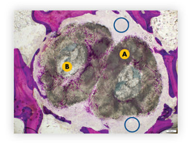 histology-comparisons_4-wks-competitor