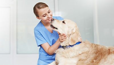 Veterinarian petting dog