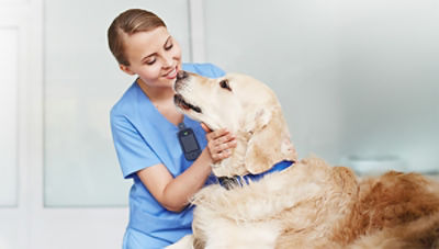 Veterinarian petting dog